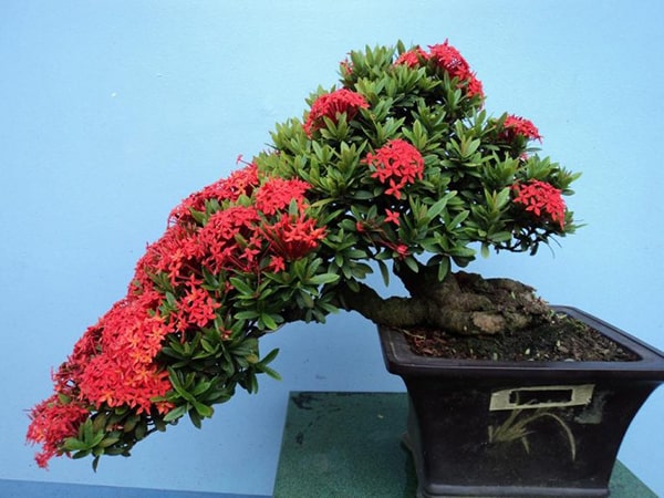 Cây bonsai để bàn làm việc cho người mệnh Hỏa