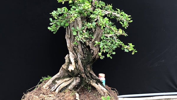 Cây kim tiền bonsai